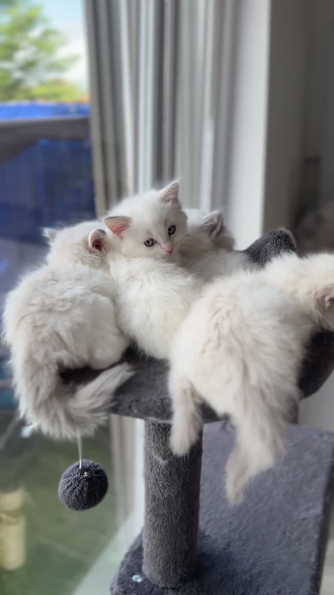 Ragdoll cats for sale: Gorgeous Balls Of Fluff 🥰😻🤗 - Video 5