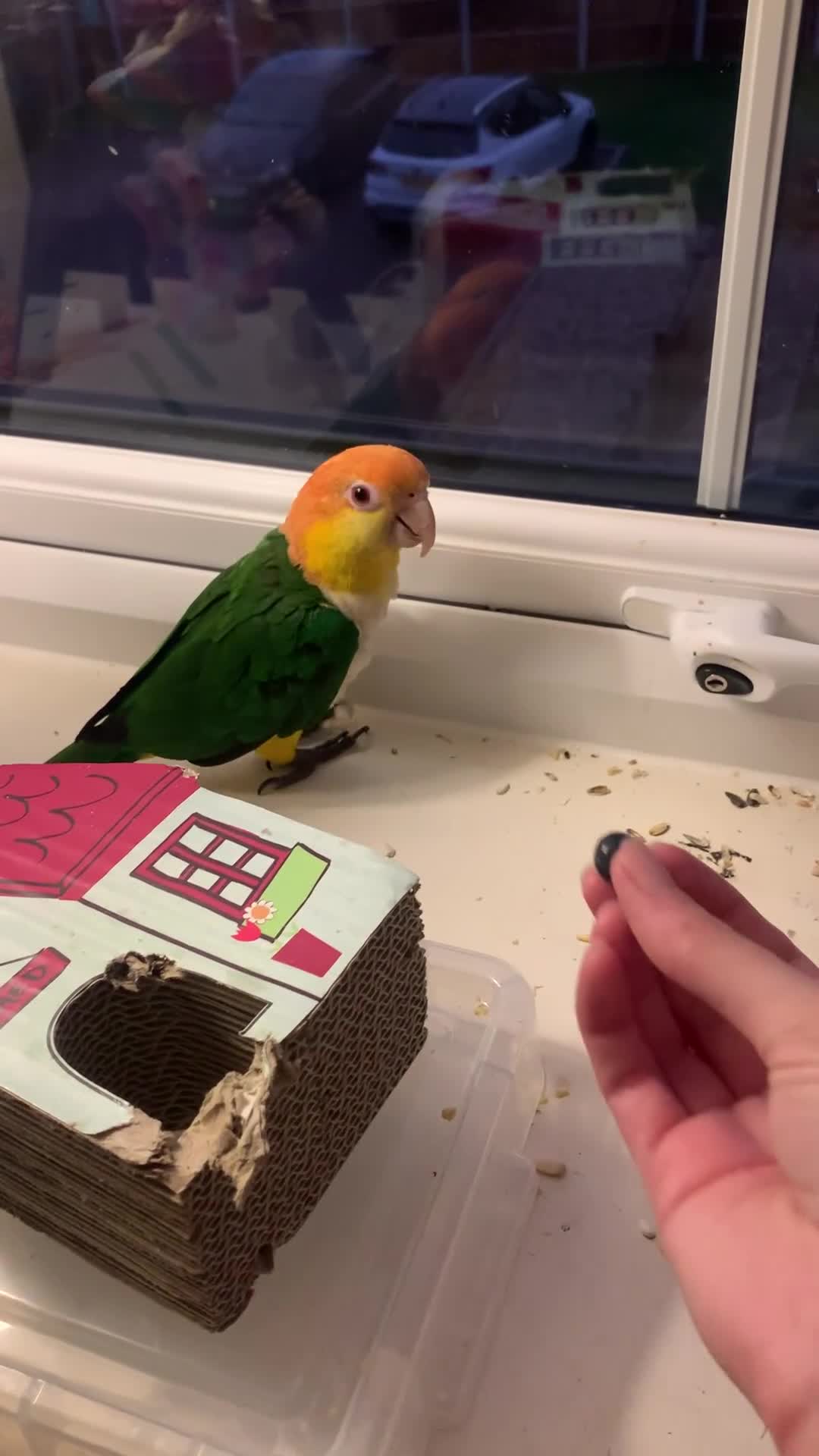 Parrots birds for sale: Caique  - Video 1