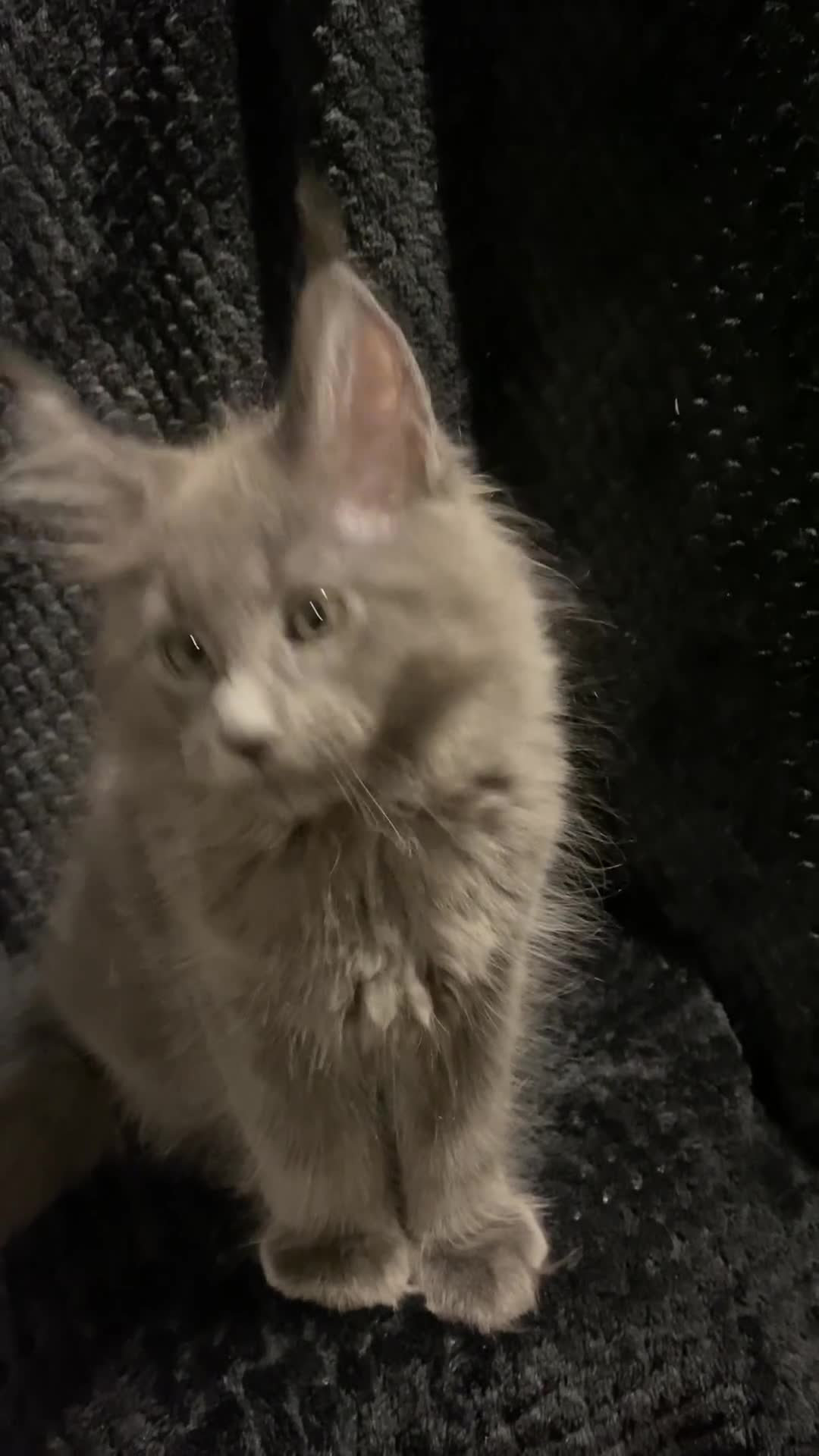 Maine Coon cats for sale: PEDIGREE Maine coon kittens - Video 2