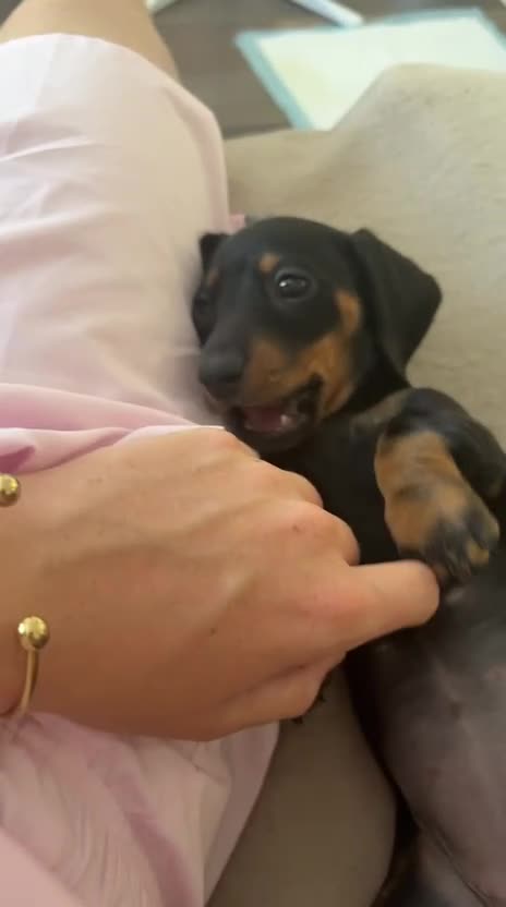 Miniature Dachshund dogs for sale: Bella  in Mitcham - Video 1