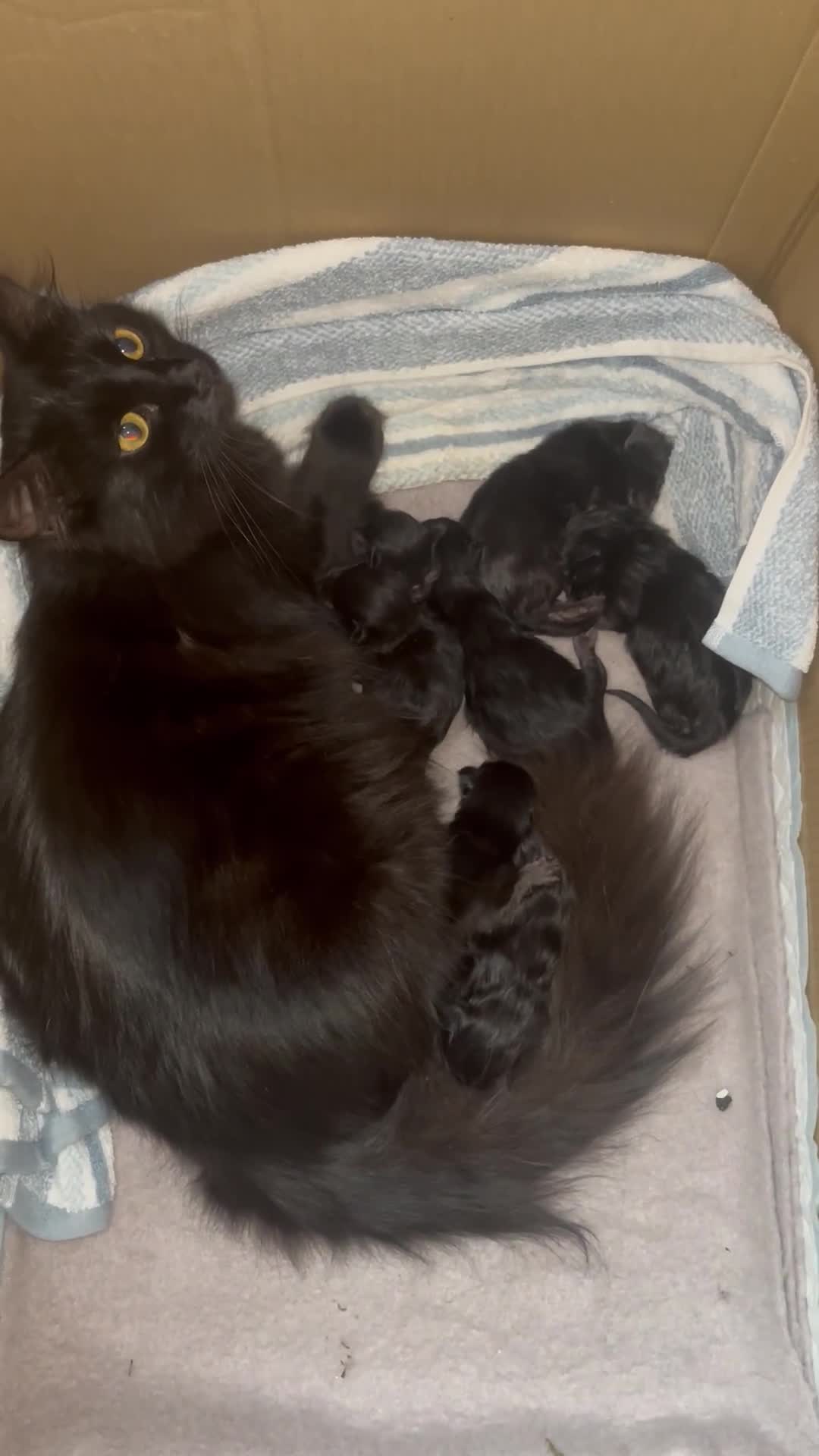 Norwegian Forest Cat cats for sale: Pure black kittens - Video 1
