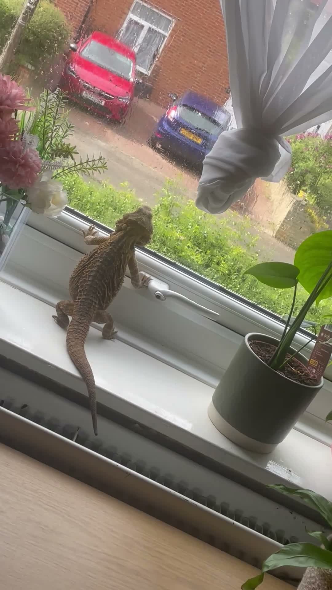 Bearded Dragon reptiles for sale: Bearded dragon and set up for sale - Video 2