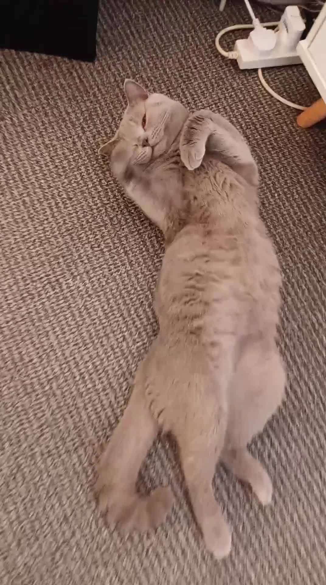 British Shorthair cats for sale: GCCF& TICA  Active Registered Chubby lilac boy - Video 1