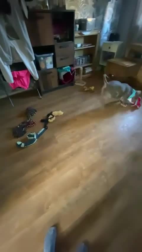 Mixed Breed dogs for sale: Blue  - Video 3