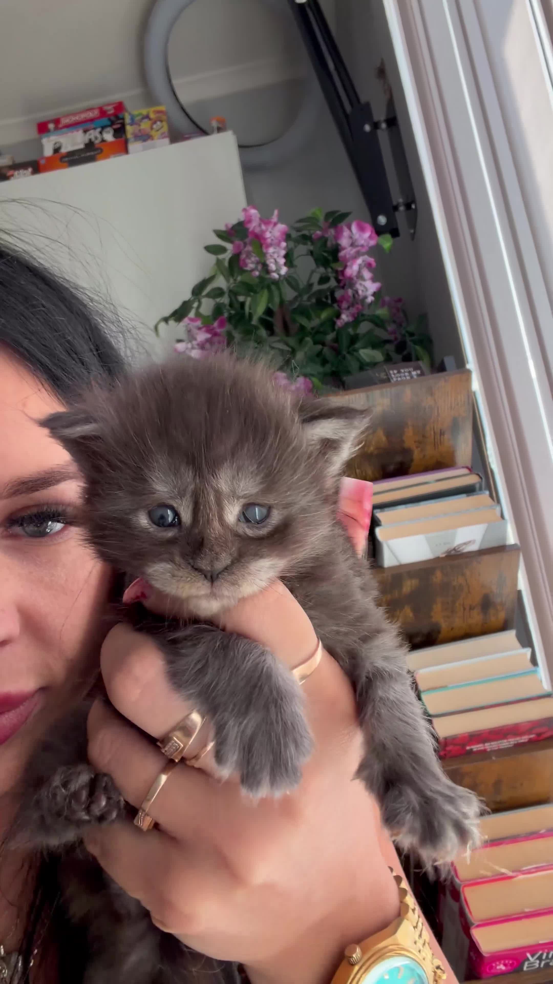 Maine Coon cats for sale: XL Russian maine coon ready to leave Monday 🌷✨ - Video 2