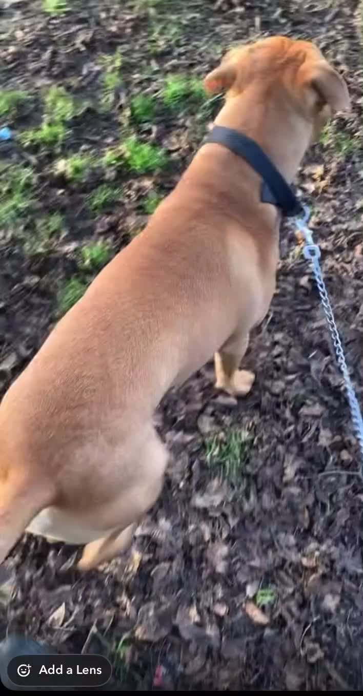 Mixed Breed dogs for sale: Rocco - Video 1