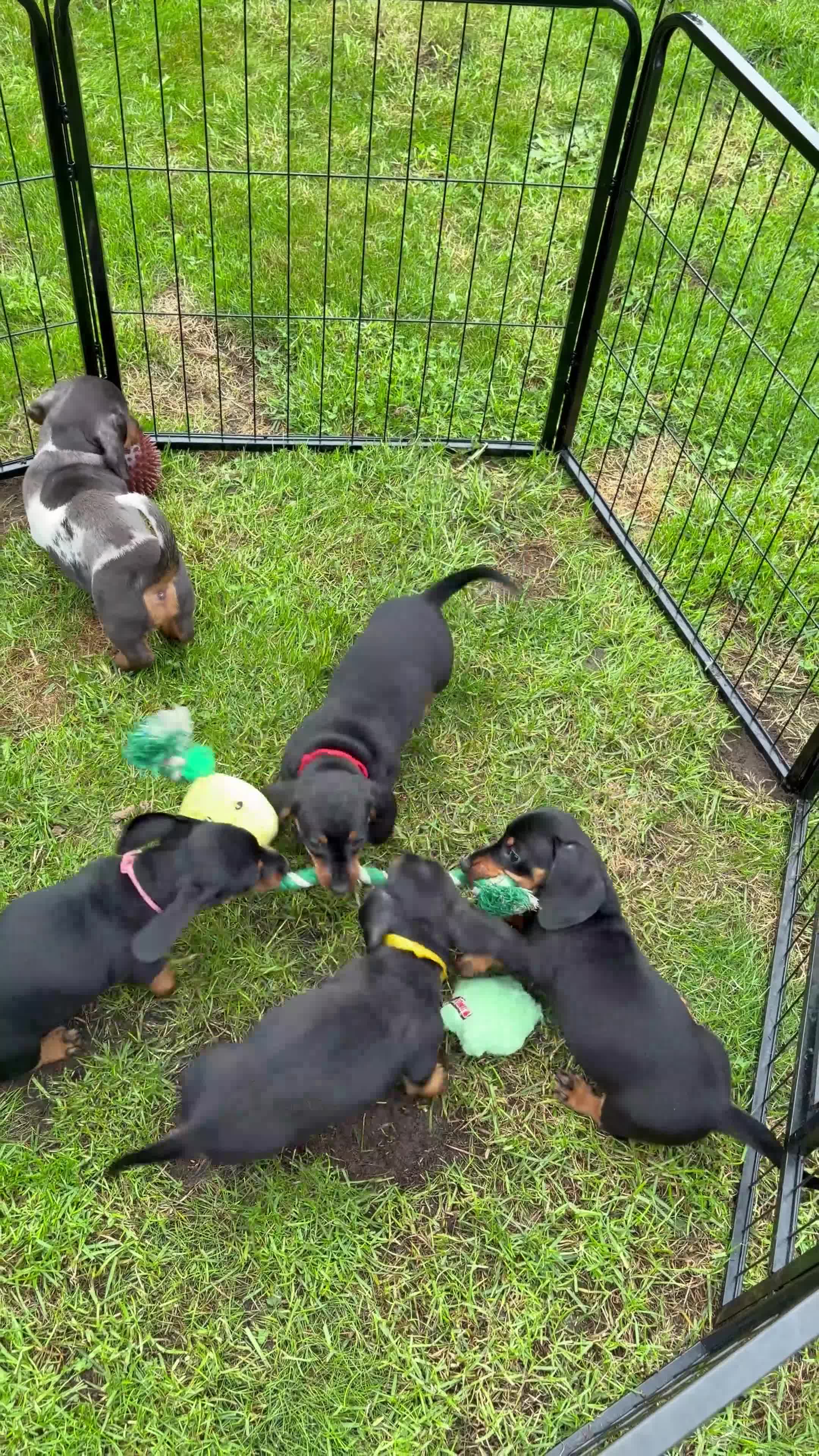 Miniature Dachshund dogs for sale: LAST GIRL!!🐶🖤KC MINIATURE DACHSHUND PUPPIES🖤🐶 - Video 1