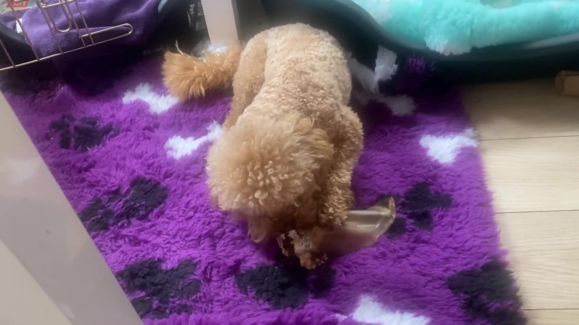 Toy Poodle dogs for stud: Toy Poodle KC - Stud and  fully health tested  - Video 2