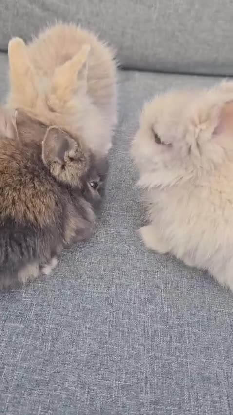 Mini Lion Lop rabbits for sale: Stunning lion lop baby rabbits in Newcastle upon Tyne - Video 1