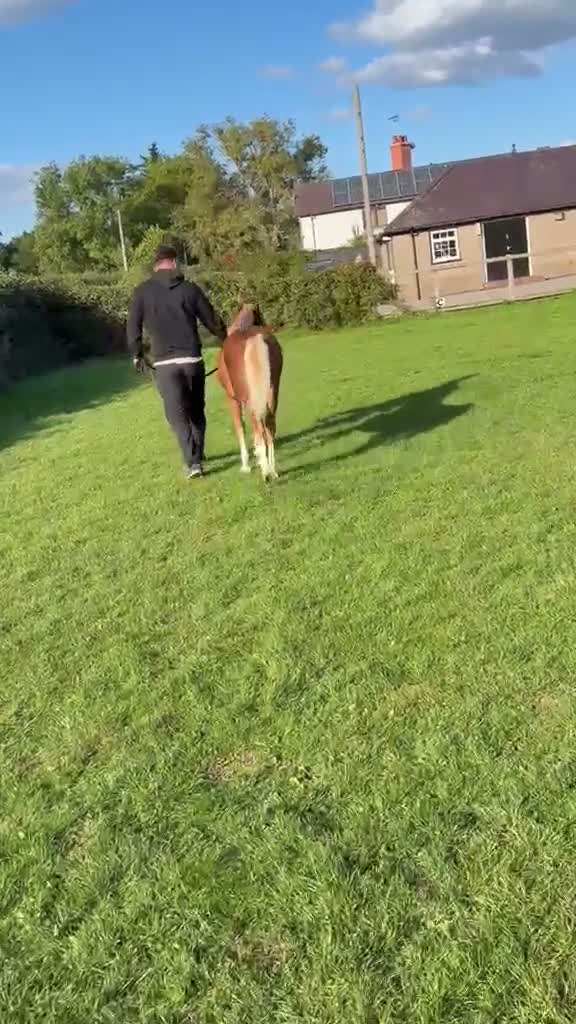 Welsh Section C horses for sale: Section C colt foal  - Video 5
