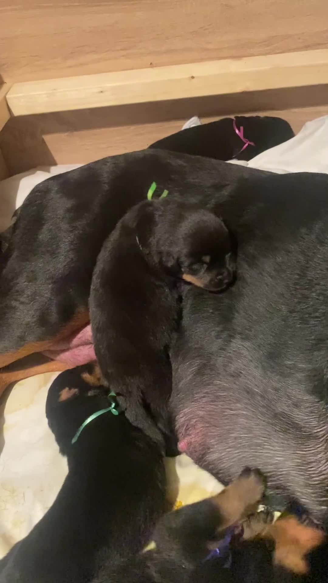 Rottweiler dogs for sale: Germany and America Rottweiler mix - Video 1