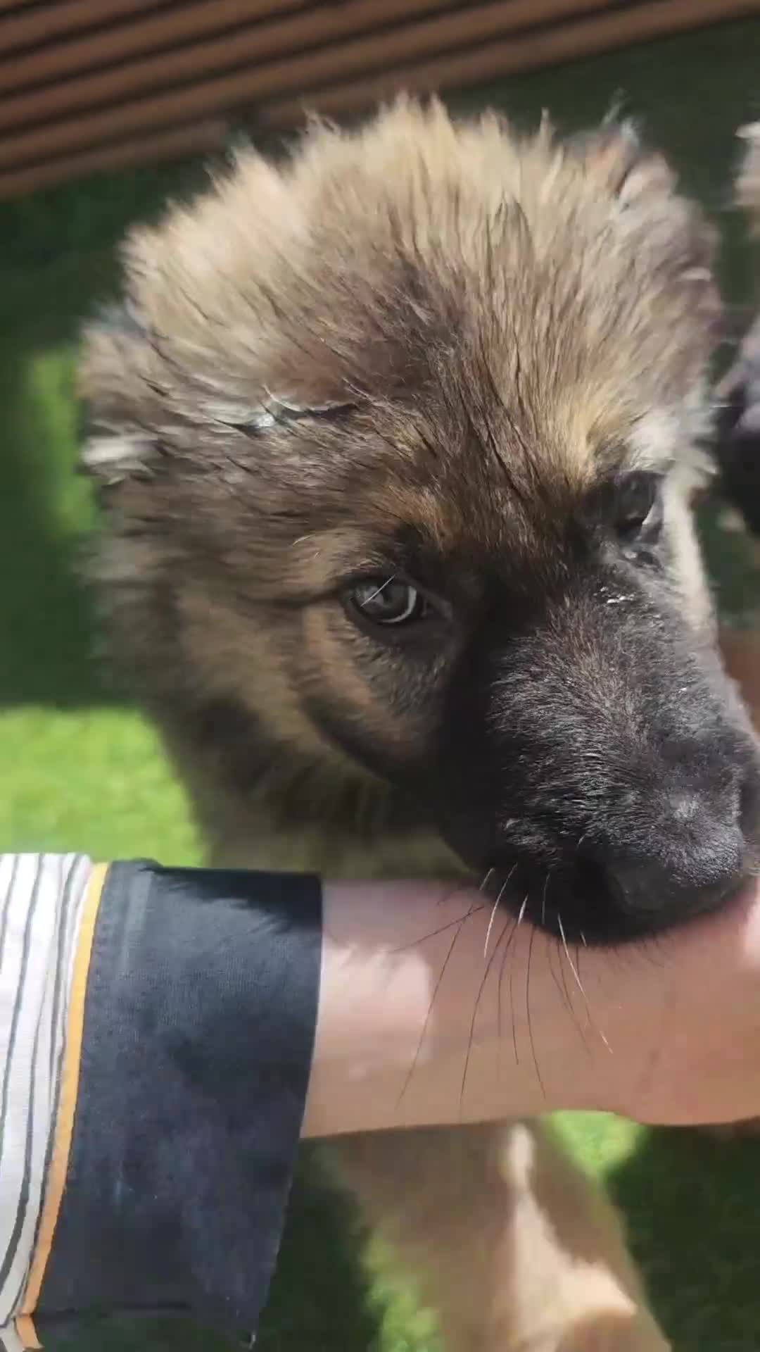 German Shepherd dogs for sale: 3 Purebred Pups XL Long-Hair GSD Girl Puppies - Video 1