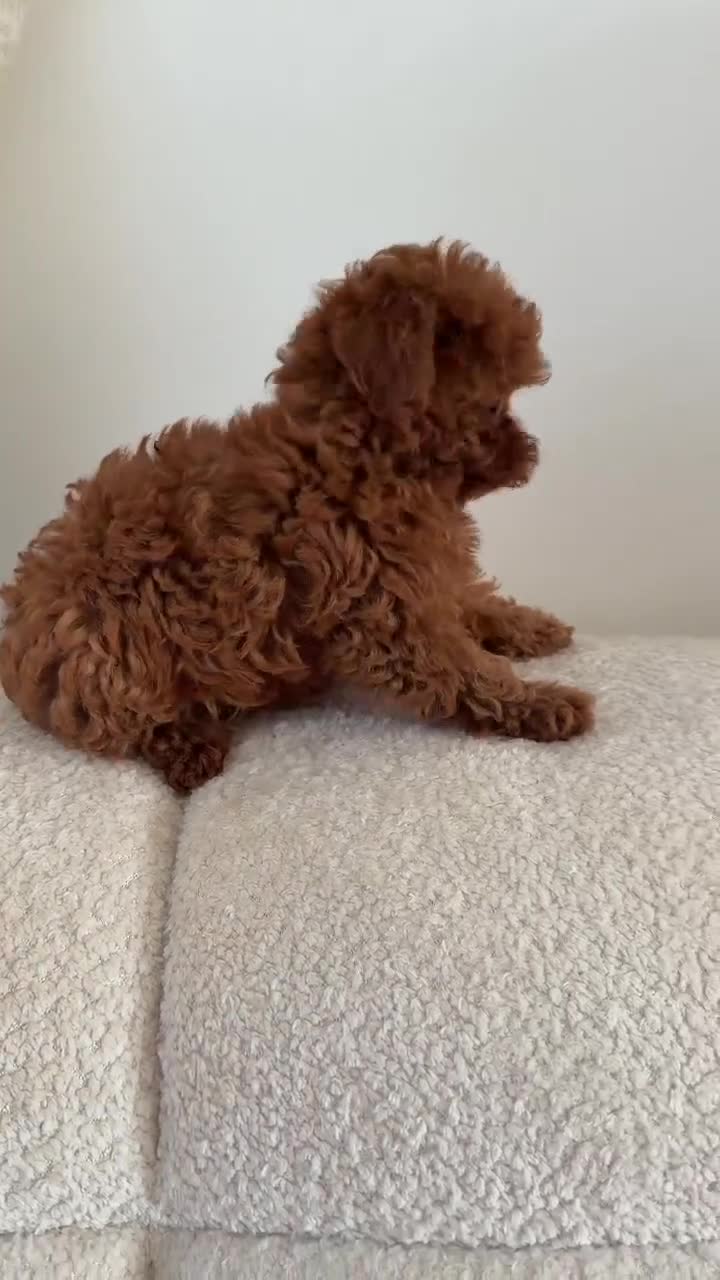 Toy Poodle dogs for sale: Tiny Asian Toy Poodle Boys 🐾 Ready to Reserve! in Romford - Video 1