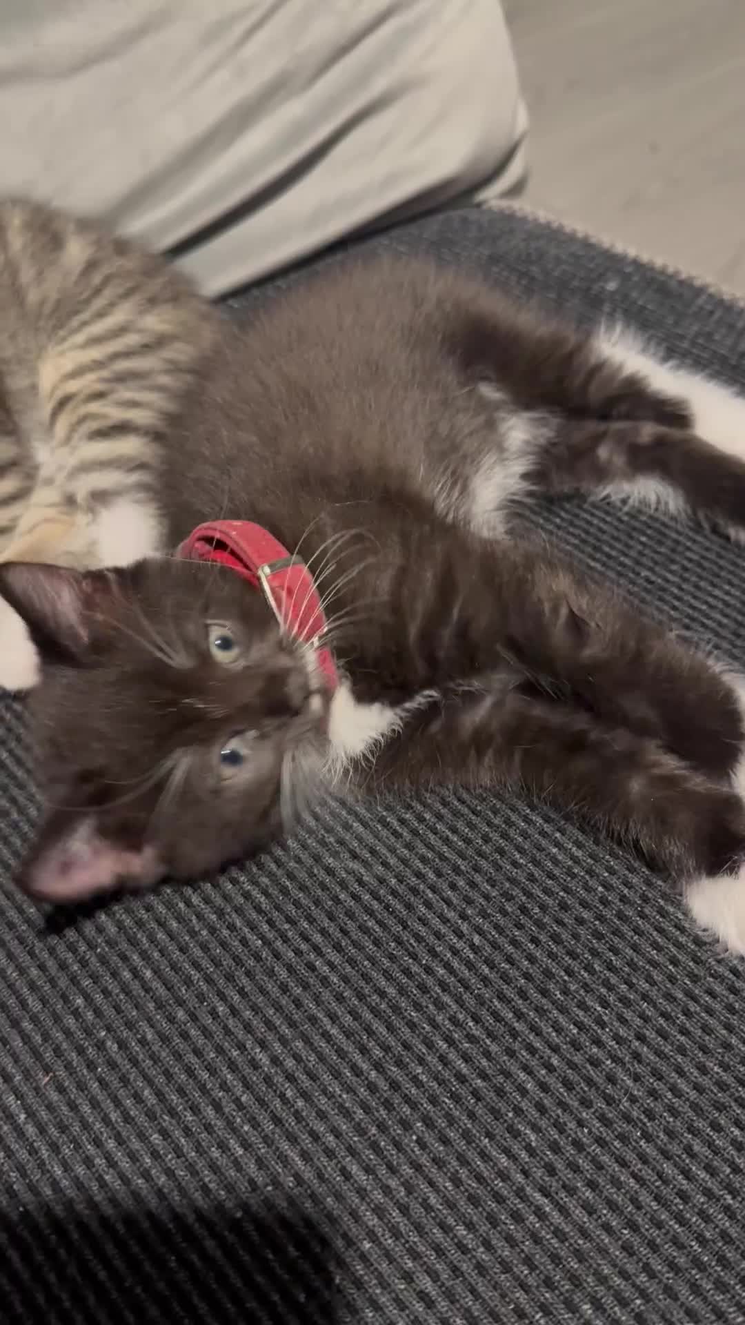 Ragcoon cats for sale: RAGCOON (sealpoint ragdoll mum-dad -Mainecoon) - Video 1