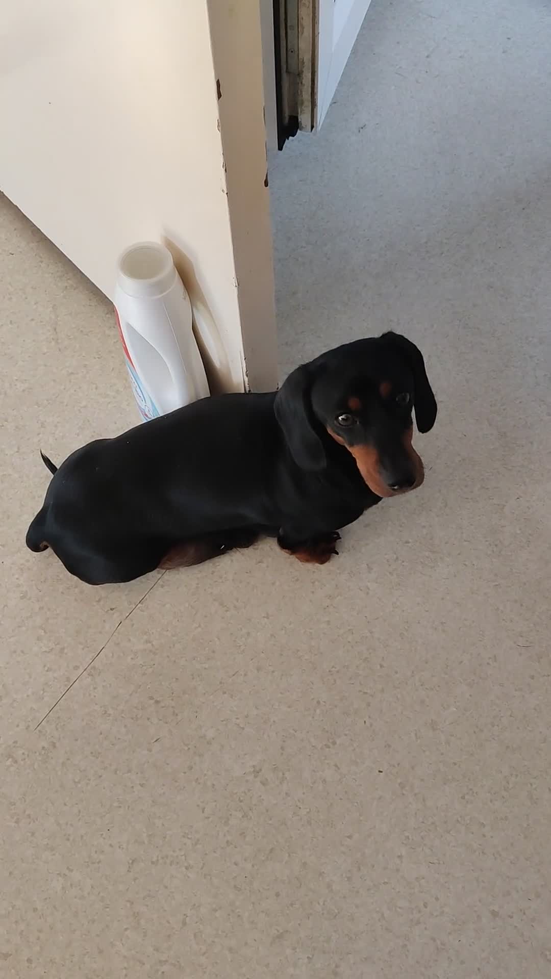 Miniature Dachshund dogs for sale: Beautiful home-reared Miniature Dachshund Puppies - Video 1