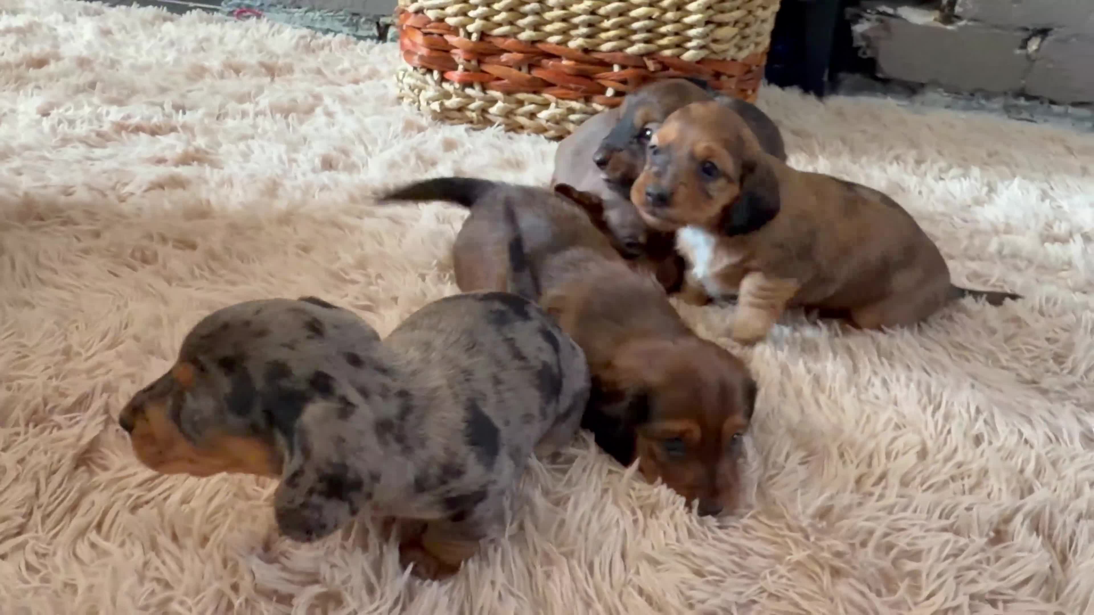 Miniature Dachshund dogs for sale: Beautiful Miniature Dachshund Puppies - Video 1