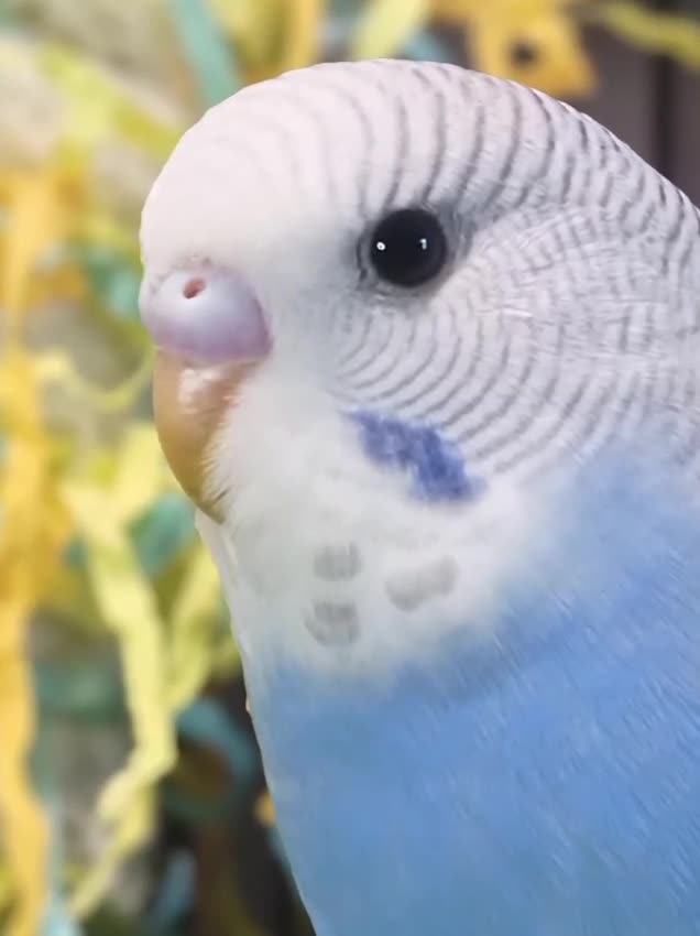 Budgerigars birds for sale: Outstanding pet baby budgies priced from £25 - Video 3