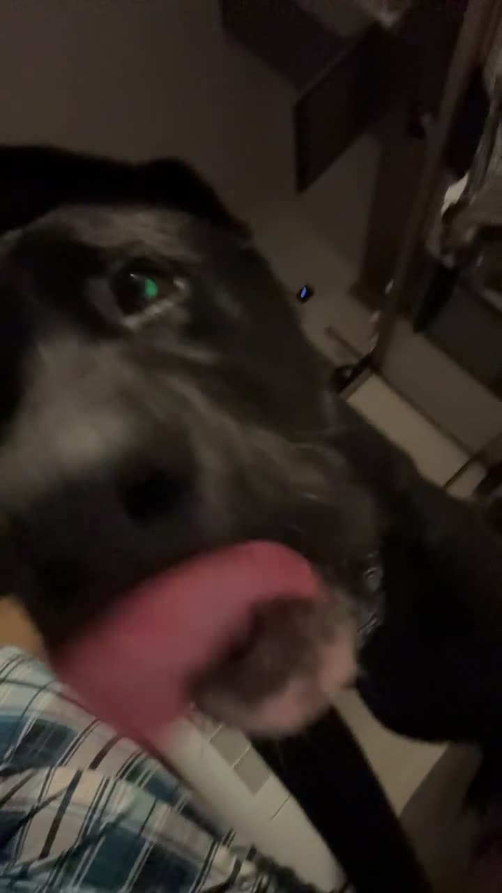 Mixed Breed dogs for sale: Jax male puppy - Video 1