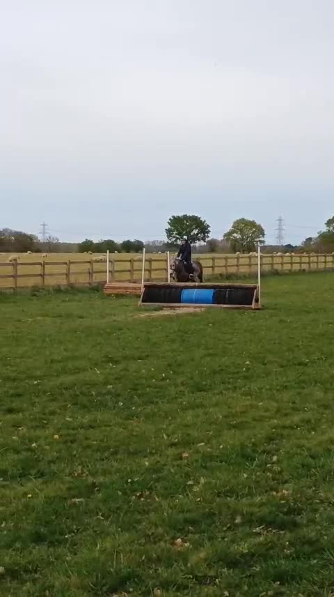 Dartmoor horses for sale: Winter Merry legs - perfect pony club pony - Video 1