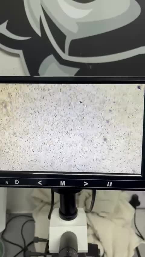 Labrador Retriever dogs for stud: At Stud Autumnsoak Delphinium Bryn Hips 0/0 - Video 2