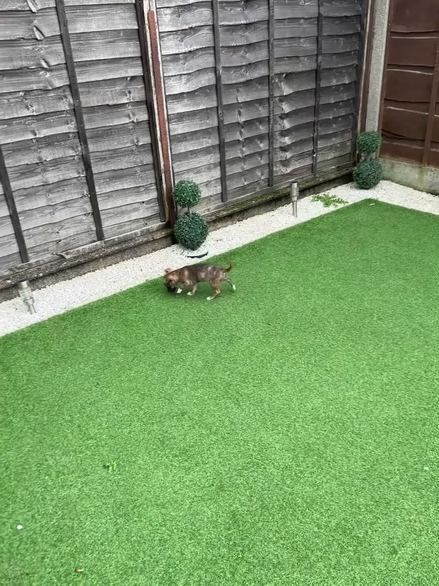 Mixed Breed dogs for sale: 4 month old Mini puppy - Video 1