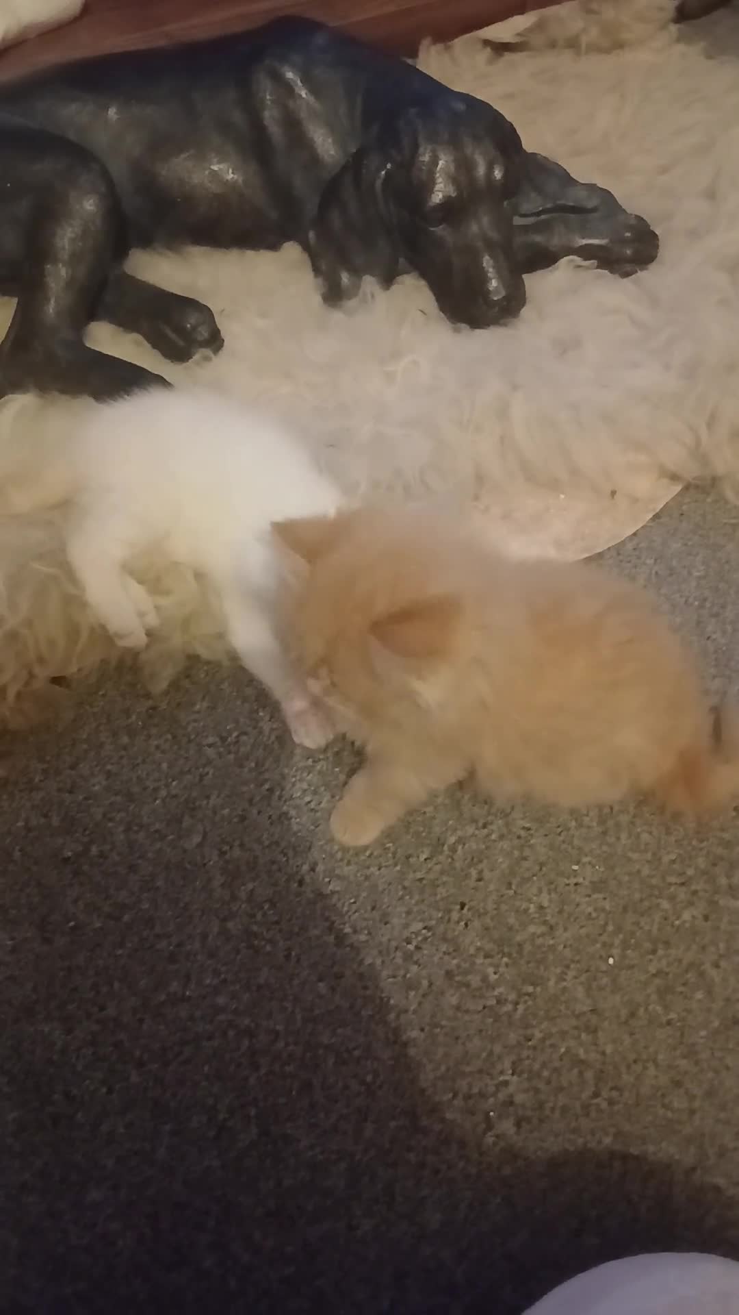 Mixed Breed cats for sale: Beautiful pair of kittens.  in Abergavenny - Video 1
