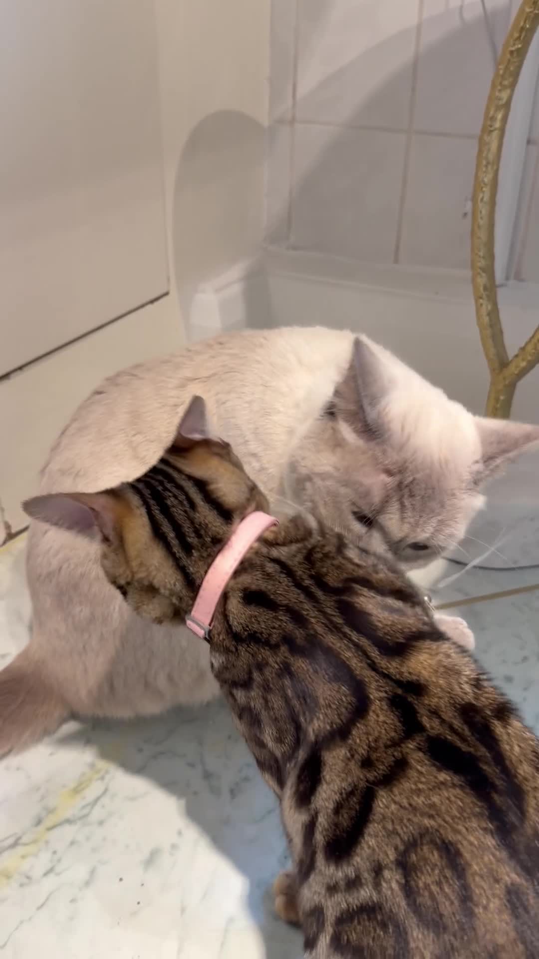 British Shorthair cats for stud: For stud  - Video 1