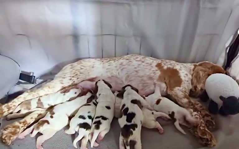 Cocker Spaniel dogs for sale: Show Type cocker spaniel puppies for sale - Video 1