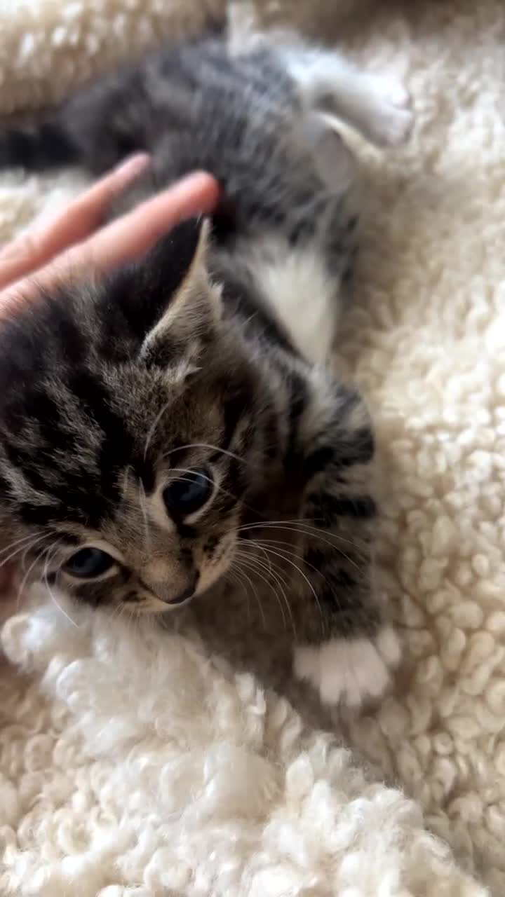 Bengal cats for sale: Beautiful kitttens - Video 1