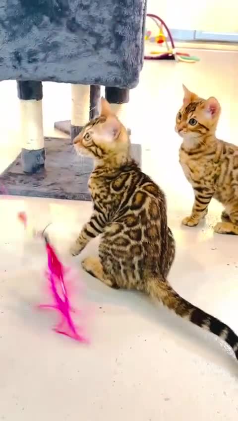 Bengal cats for sale: Brown rosetted male bengal kittens, TICA reg - Video 1