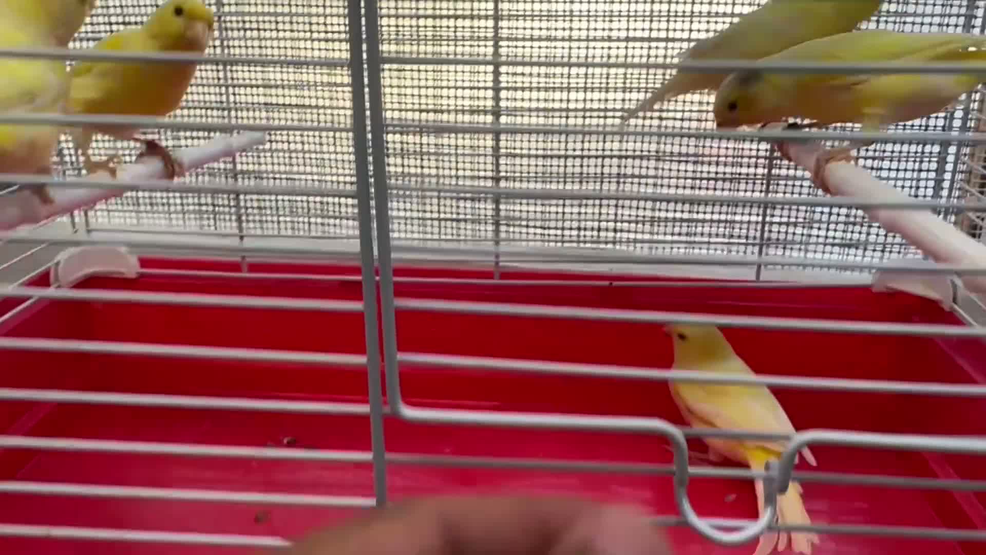 Canaries birds for sale: Water Slugger Canary  - Video 1