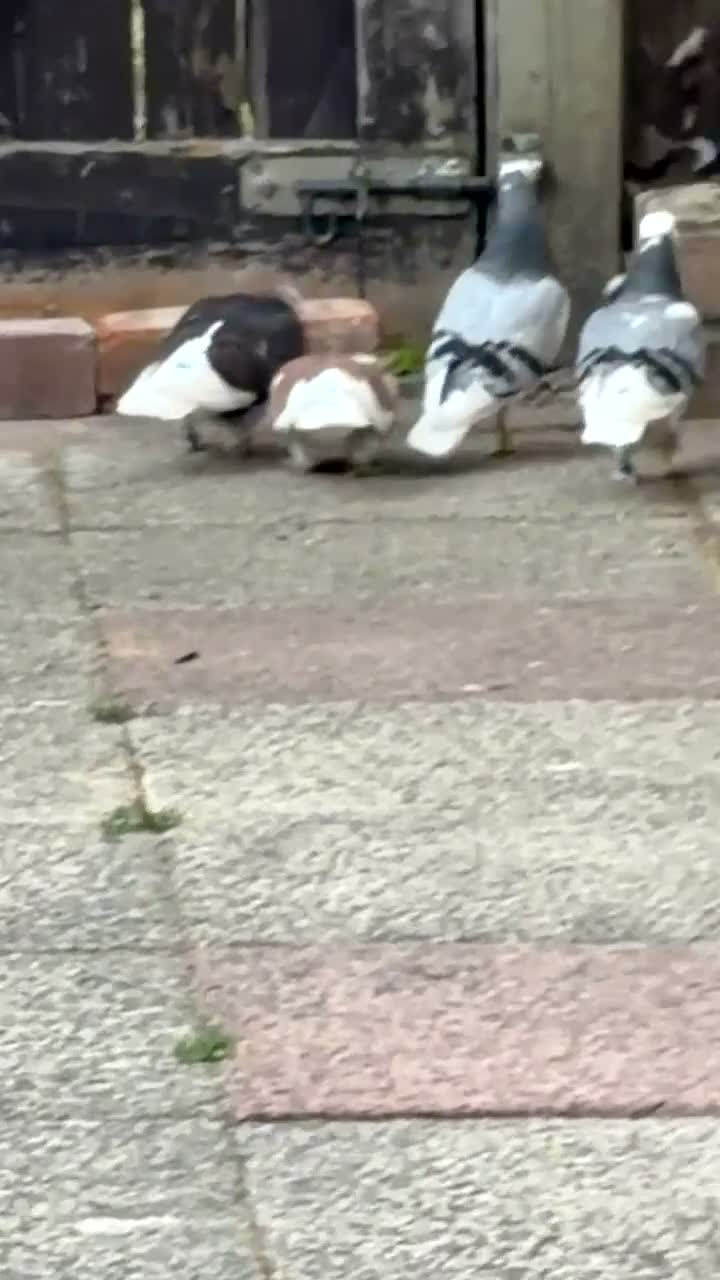 Pigeons birds for sale: Birmingham Rollers  - Video 3