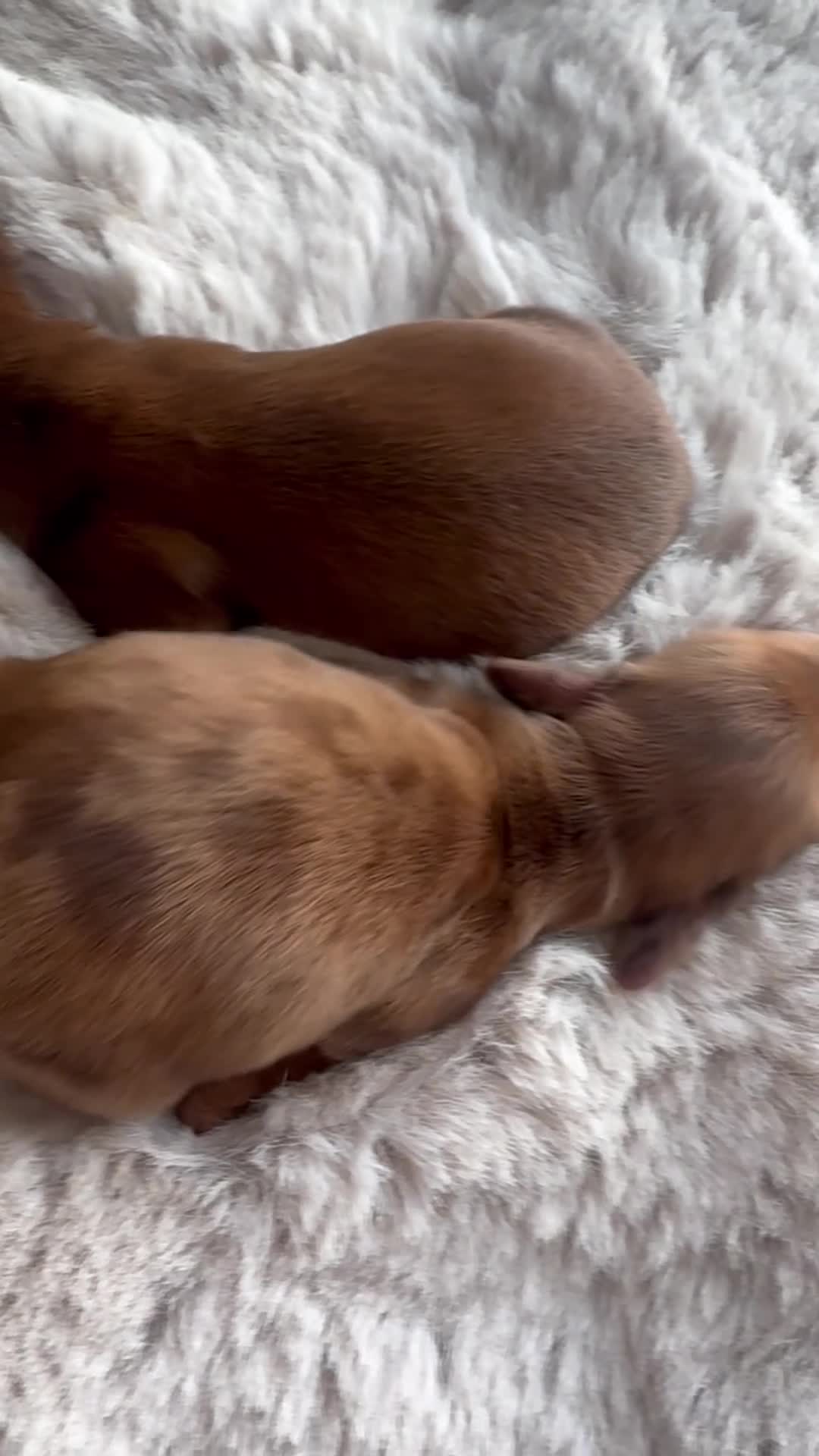 Miniature Dachshund dogs for sale: Long Haired ( Choclate Based ) Mini Dachshunds  - Video 3