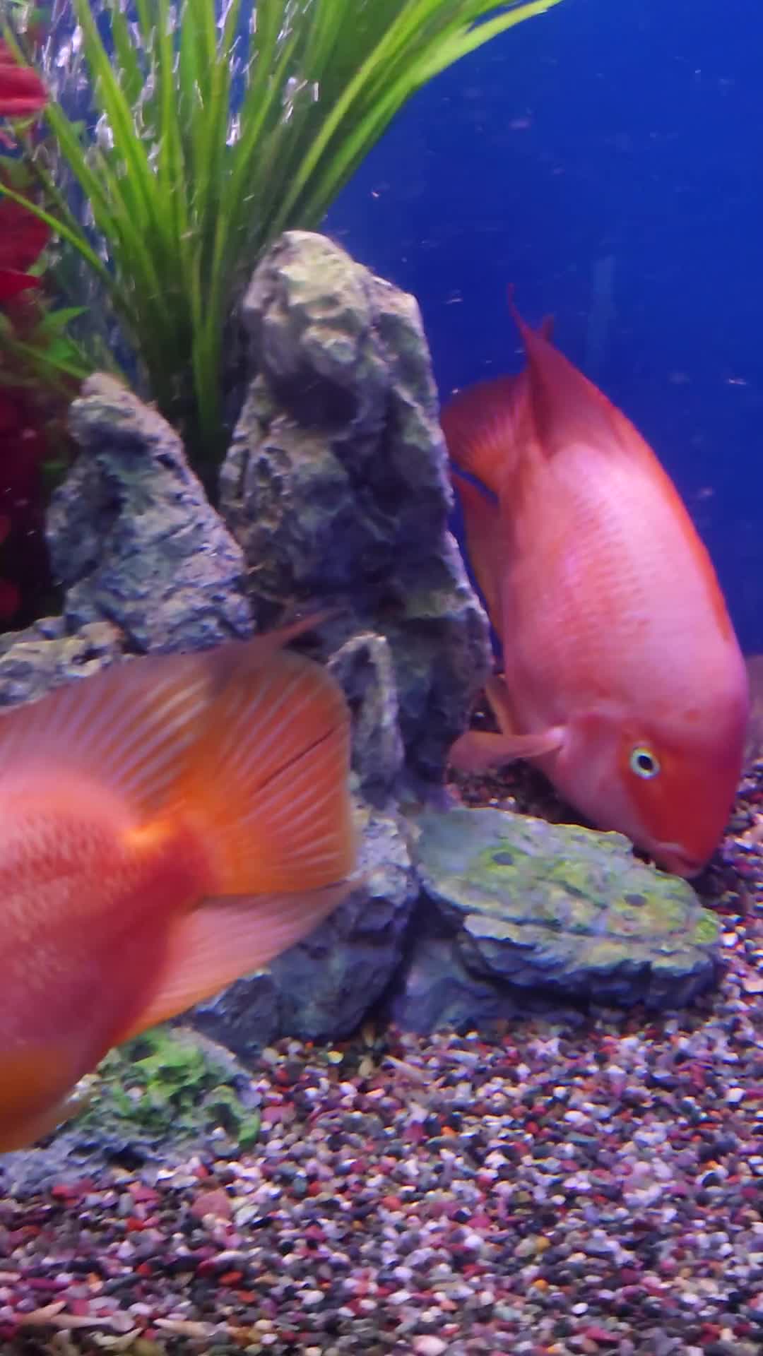 Other/Mixed Breed fish for sale: Manchester Pet's and Aquatics - Full Stock List - Video 1