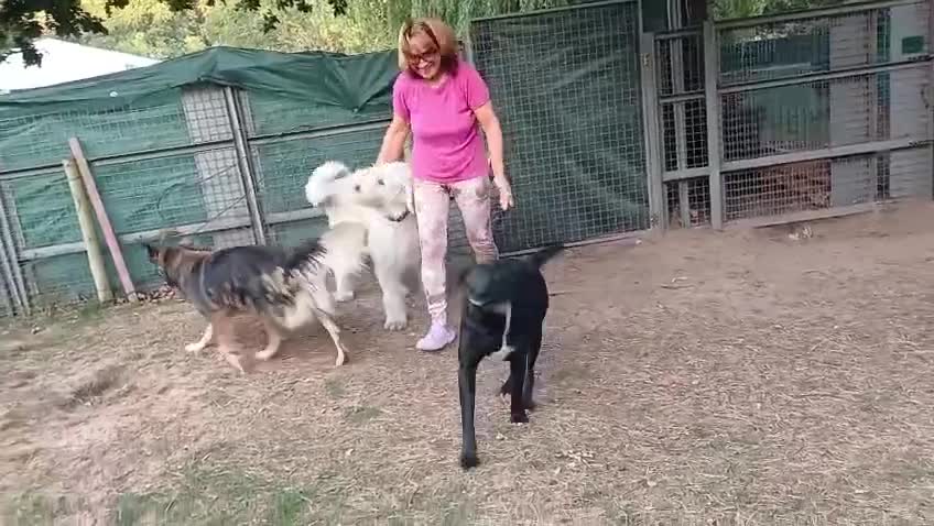 Mixed Breed dogs for adoption: SHEAMUS-a sensitive Soul for the right Human Match - Video 1