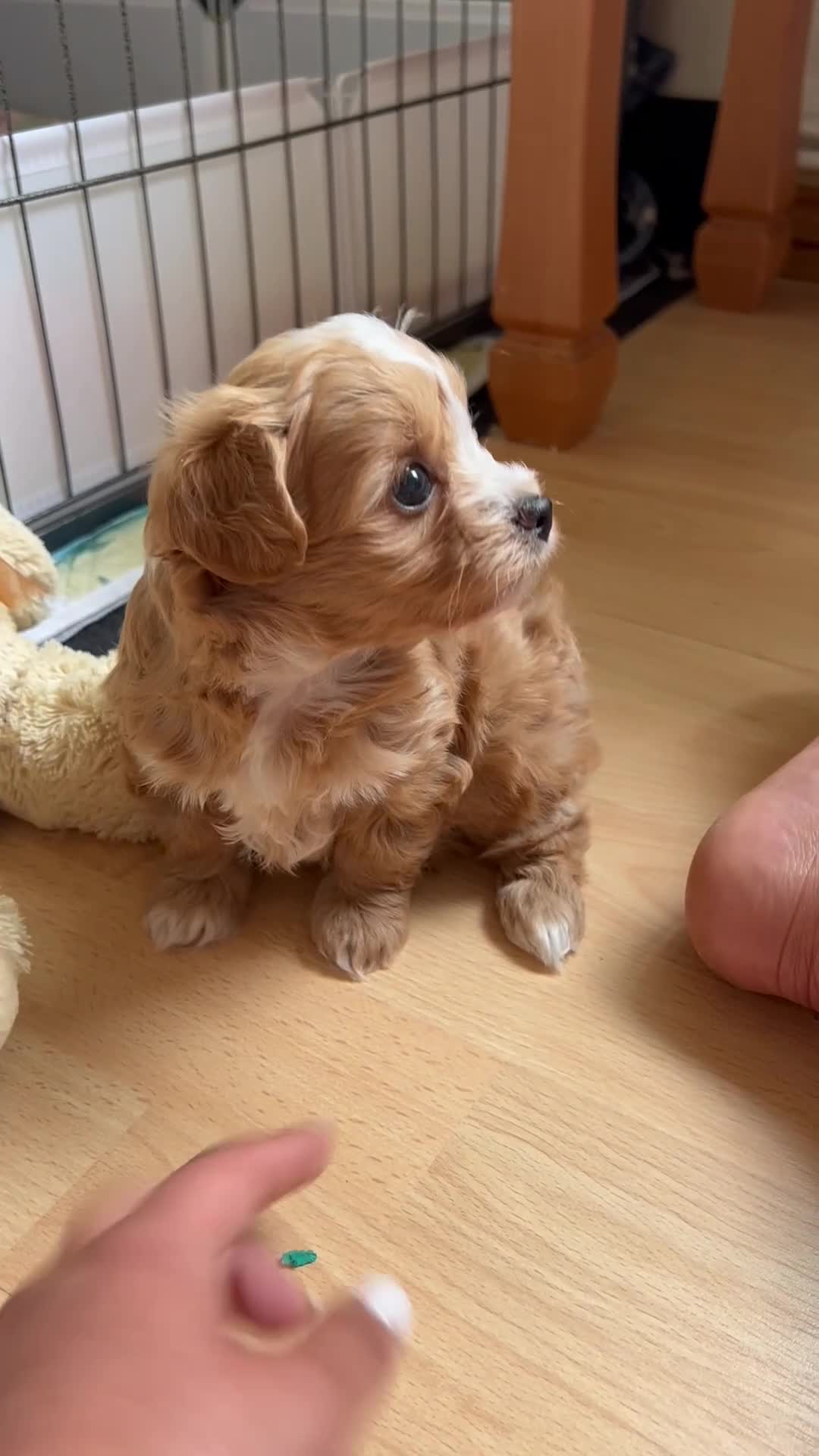 Maltipoo dogs for sale: 2 BOY LEFT RARE Tiny F1B Maltipoo Puppies 5 Weeks - Video 4