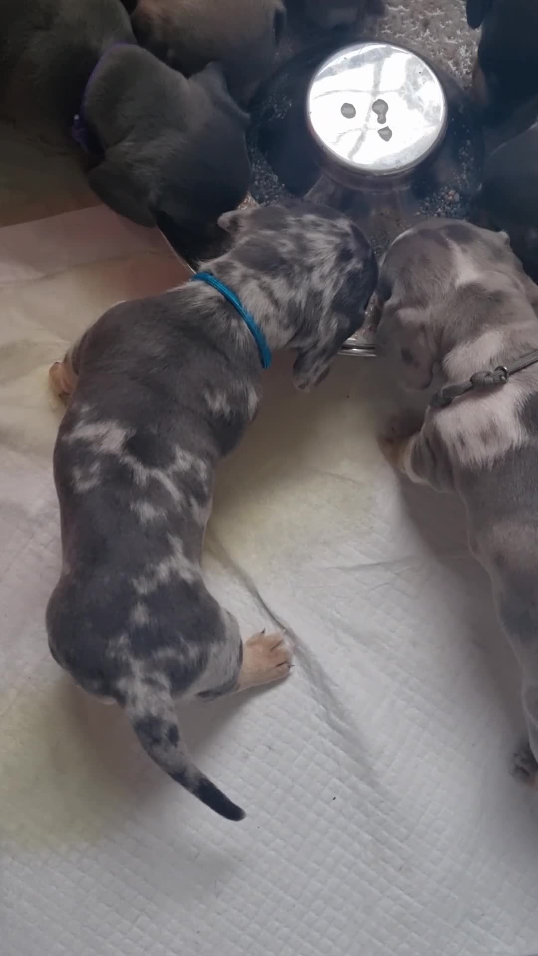 Dachshund dogs for stud: Kc Miniature smooth dacshund stud in Brierley Hill - Video 1