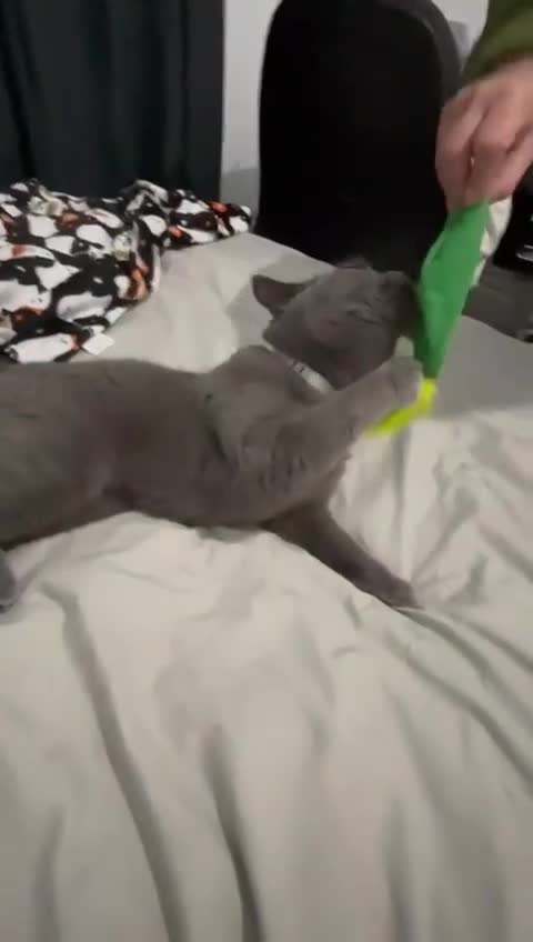 British Shorthair cats for sale: Beautiful British blue girl - Video 1