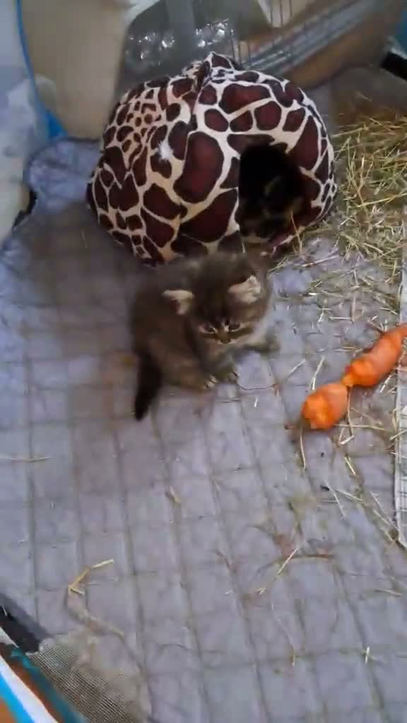 British Shorthair cats for sale: Kiwi and Guava - Video 3