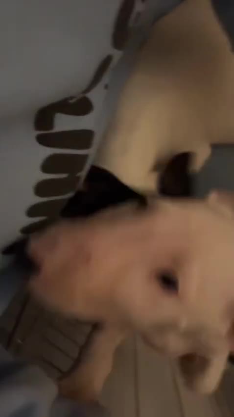 English Bull Terrier dogs for sale: The last 2x EBT Babies... - Video 1