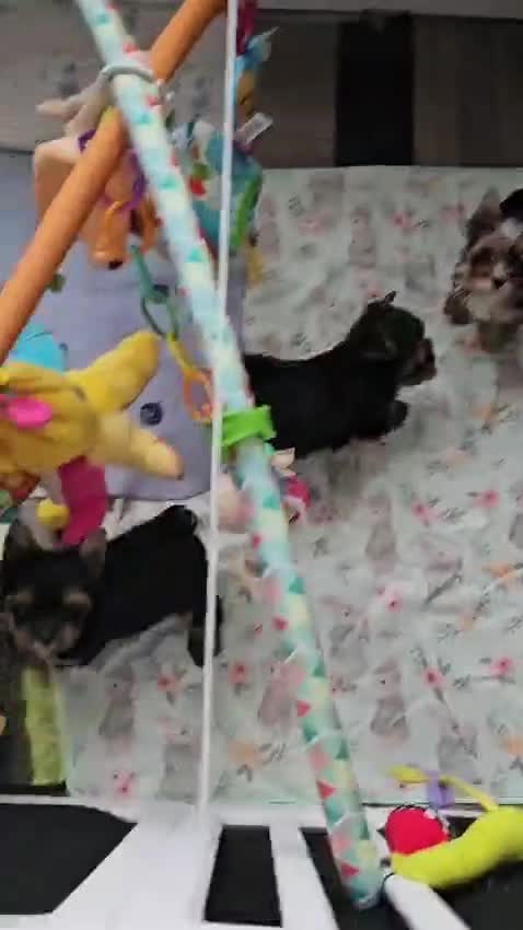 Yorkshire Terrier dogs for sale: Tiny Yorkshire Terrier with one boy merle - Video 2