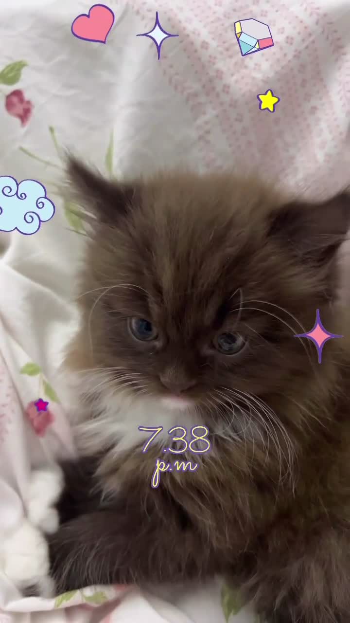 British Longhair cats for sale: Fluffy Chocolate Brown boy Kitten Lookingfor aHome - Video 4