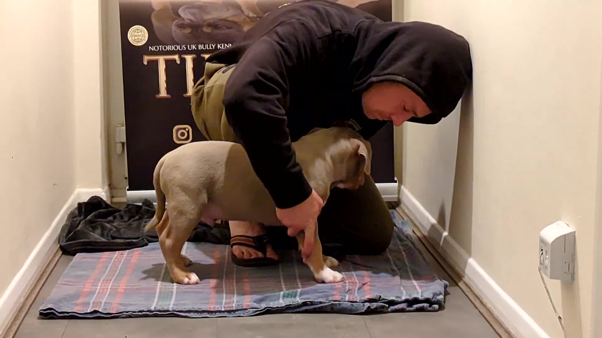 American Bully dogs for sale: GrCh Big Bounty x TIKTOK litter - Video 1