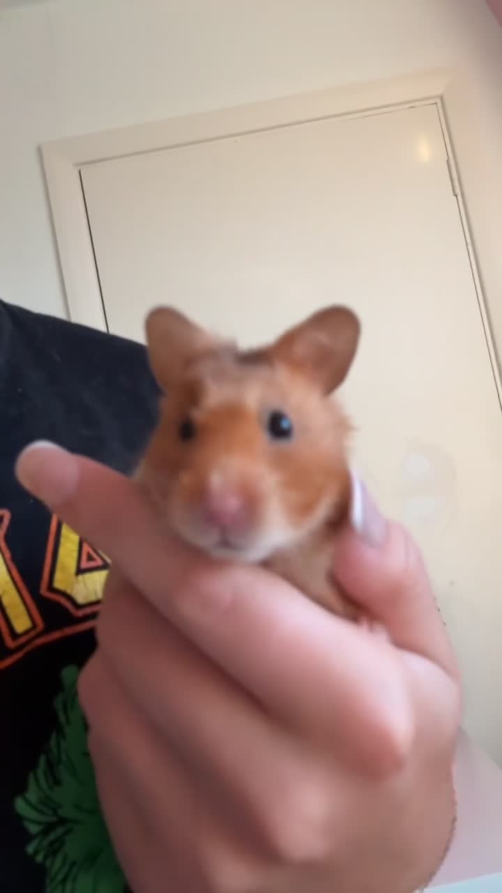 Hamster rodents for sale: clementine💗 - Video 1