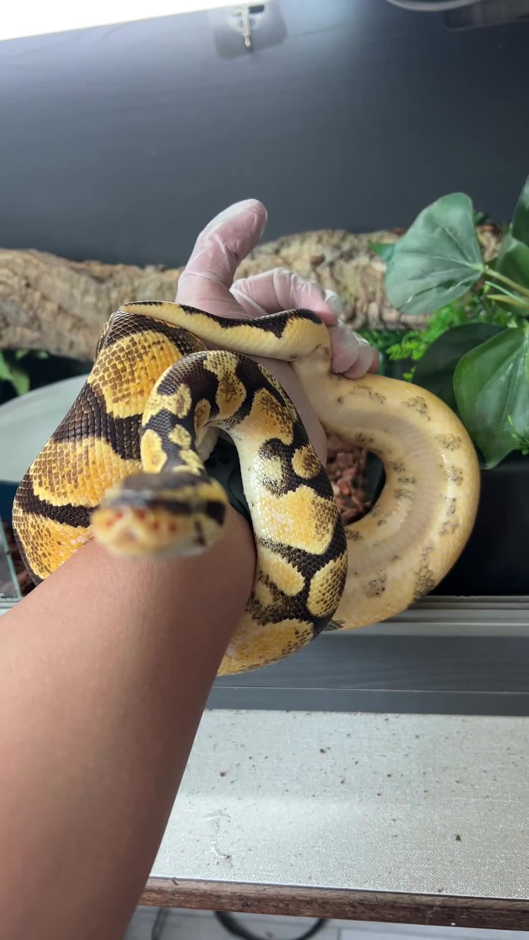 Python Snake reptiles for sale: Pastel Enchi Royal Python with 4 foot setup - Video 3