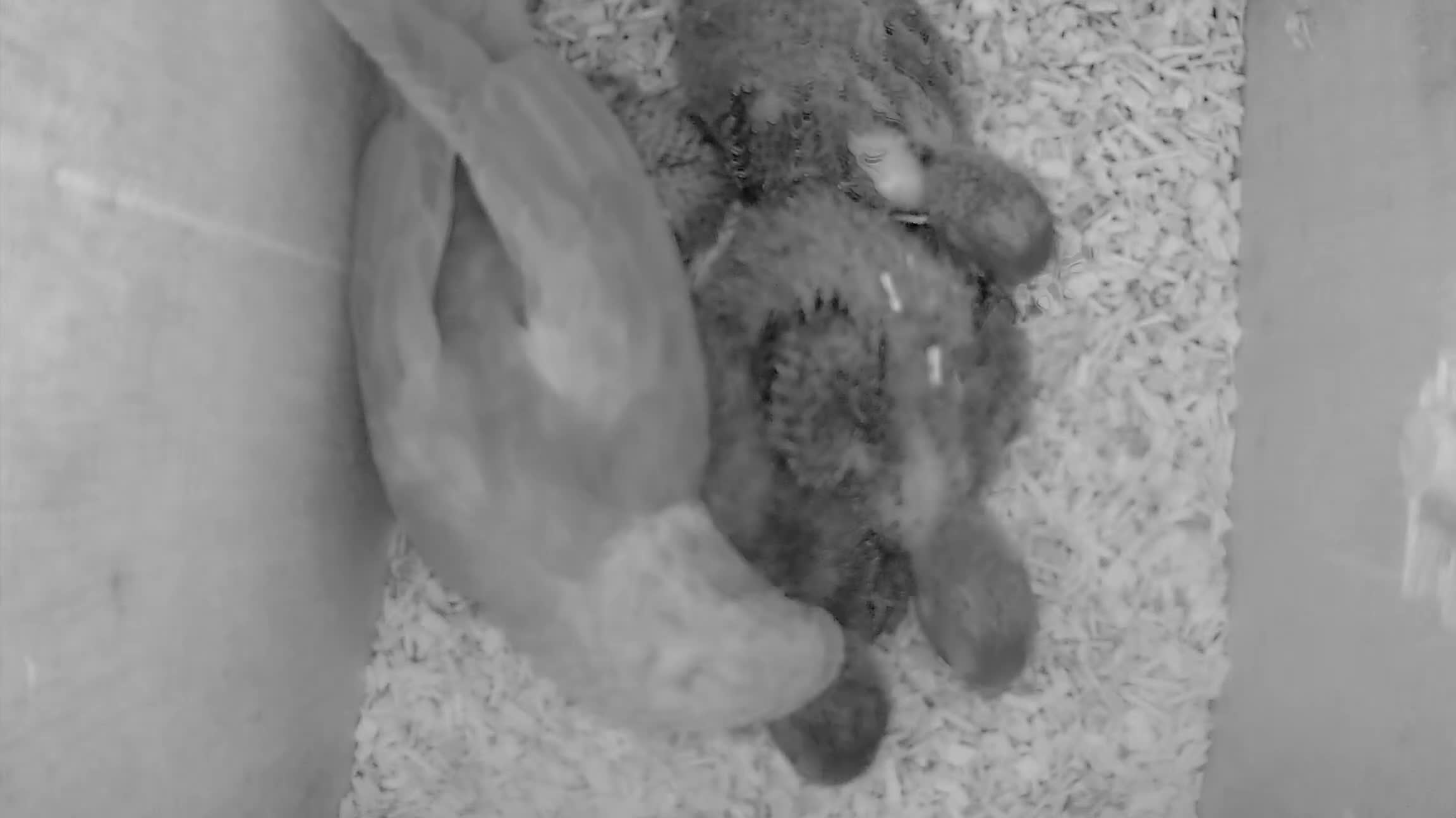 Conures birds for sale: Proven Pair of Green Cheeked Conures  - Video 1