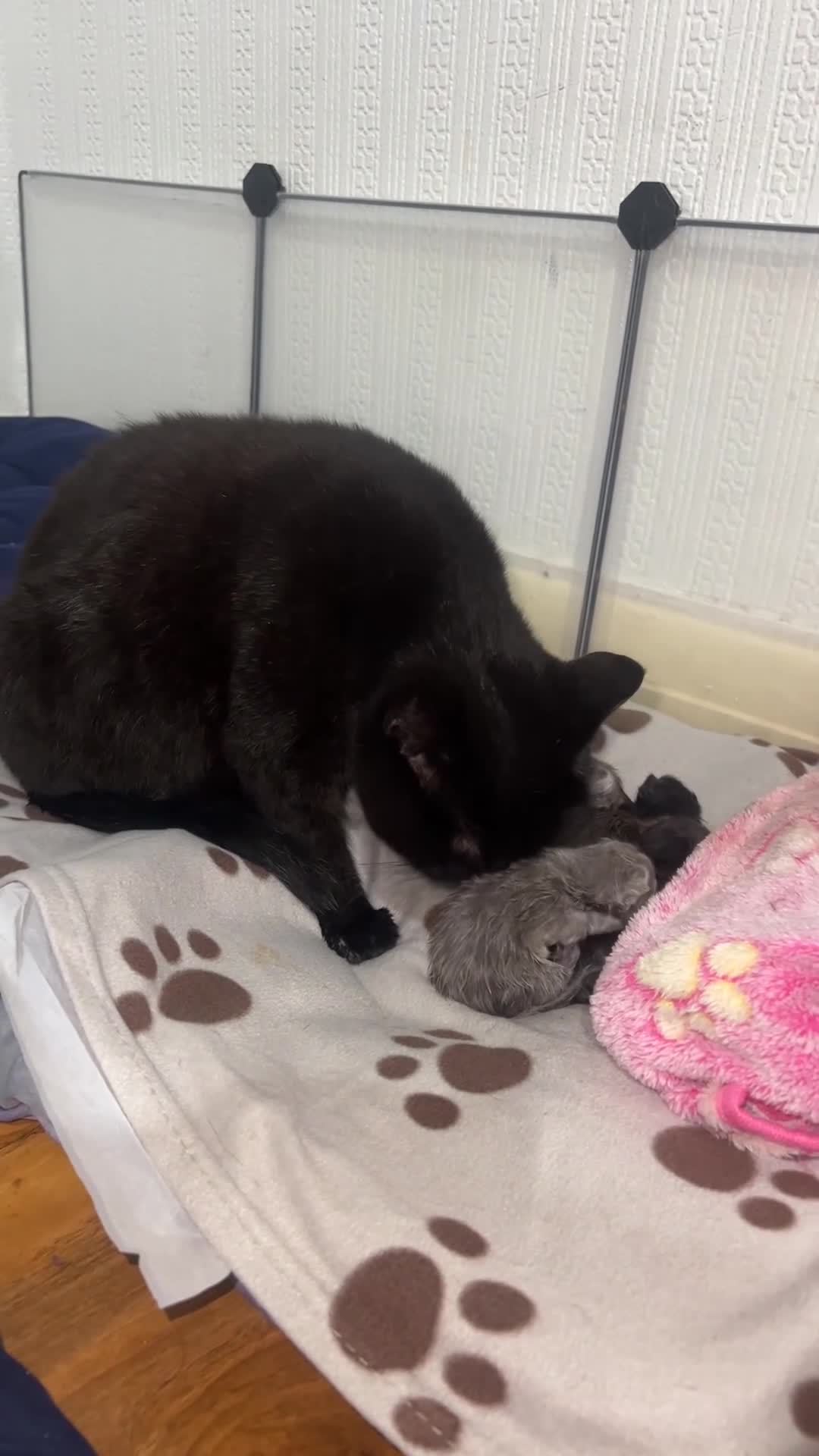 British Shorthair cats for sale: British short hair kittens - Video 1