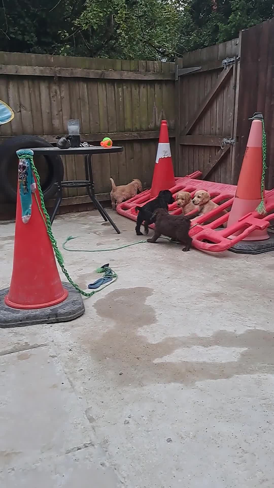 Labradoodle dogs for sale: Ready now!!!  Labrador/ labradoodles - Video 1