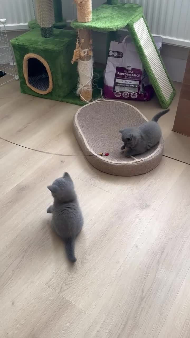 British Shorthair cats for sale: GCCF Registered Pure Breed Blue British Shorthair in New Malden - Video 3