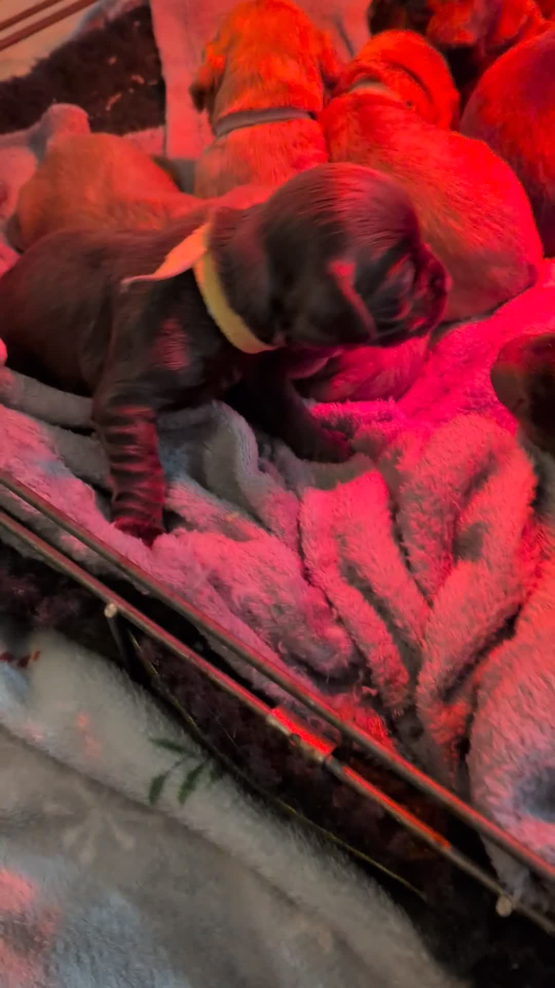 Cocker Spaniel dogs for sale: 2 RED MALE KC DNA CLEAR PUPS TO RESERVE - Video 2